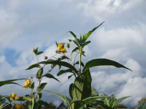 Image of Jerusalem artichoke