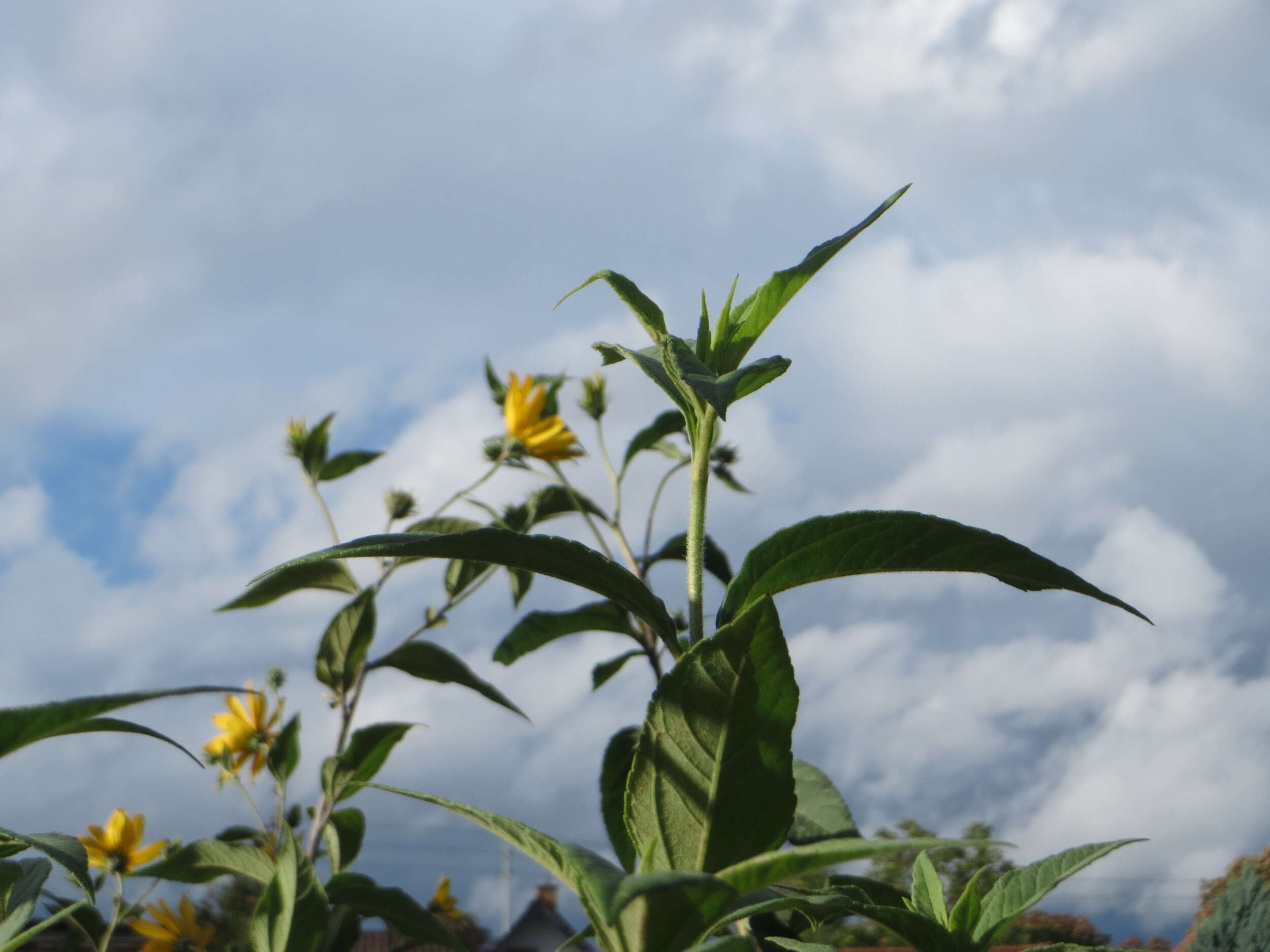 Image of Jerusalem artichoke