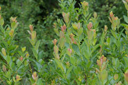 Salix starkeana Willd. resmi