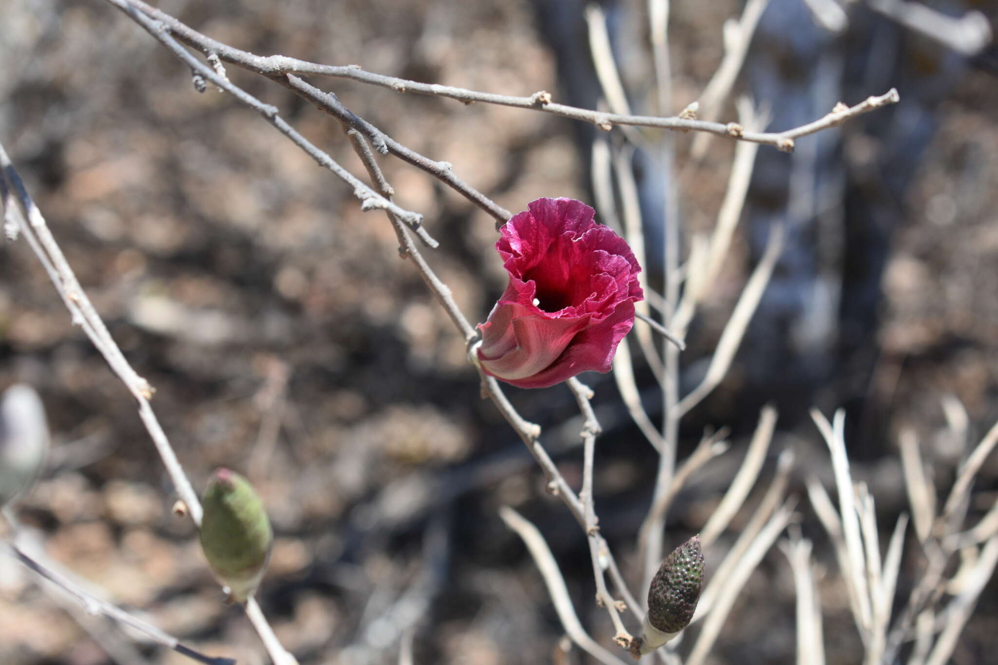 Image of Gossypium aridum (Rose & Standl.) Skovsted