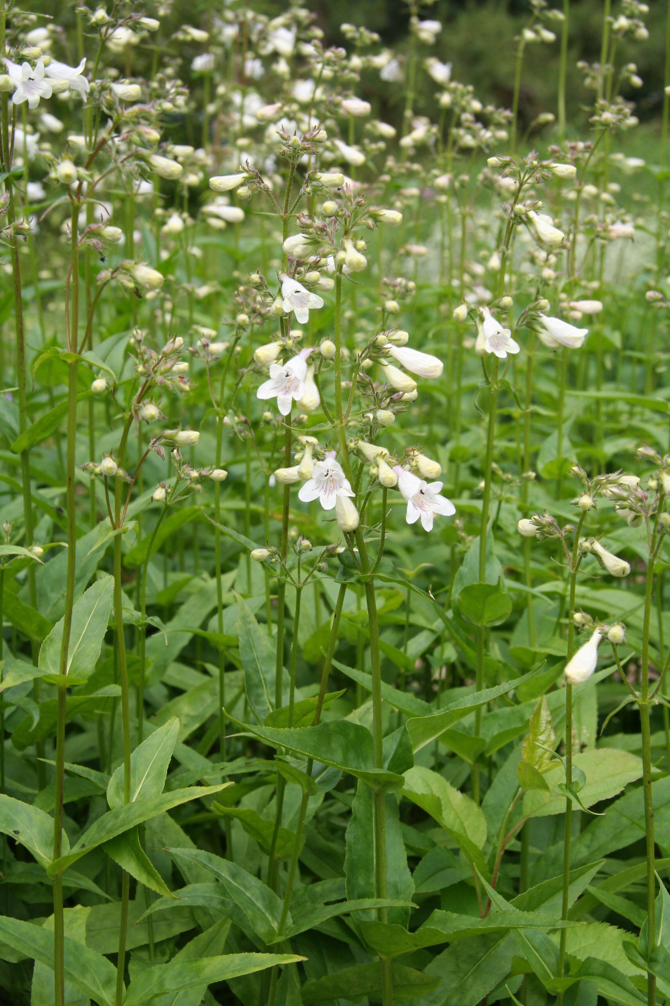 Image of talus slope penstemon