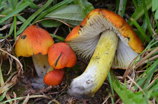 Слика од Hygrocybe nigrescens (Quél.) Kühner 1926