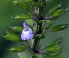 Imagem de Salvia tiliifolia Vahl