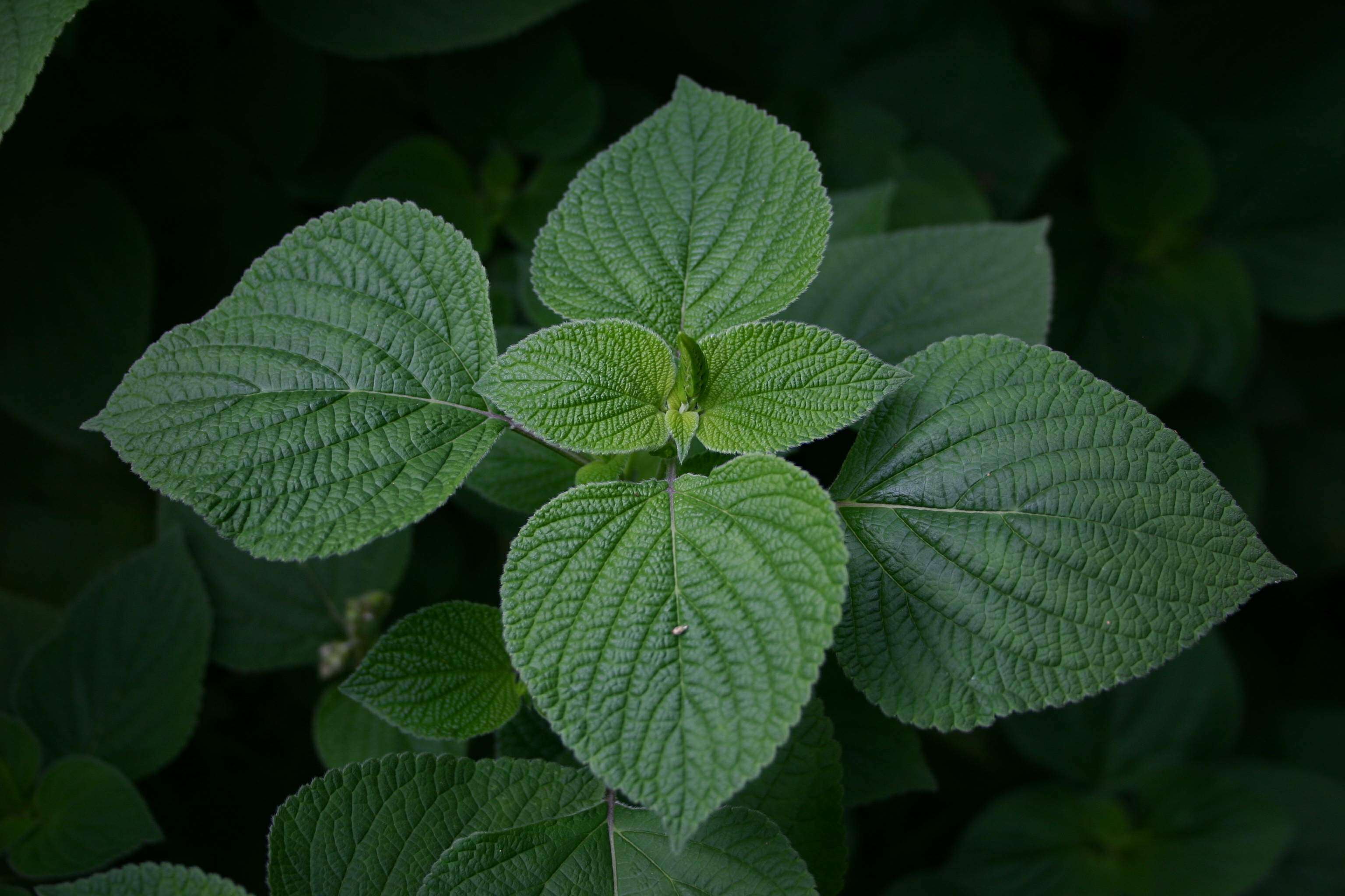 Imagem de Salvia tiliifolia Vahl