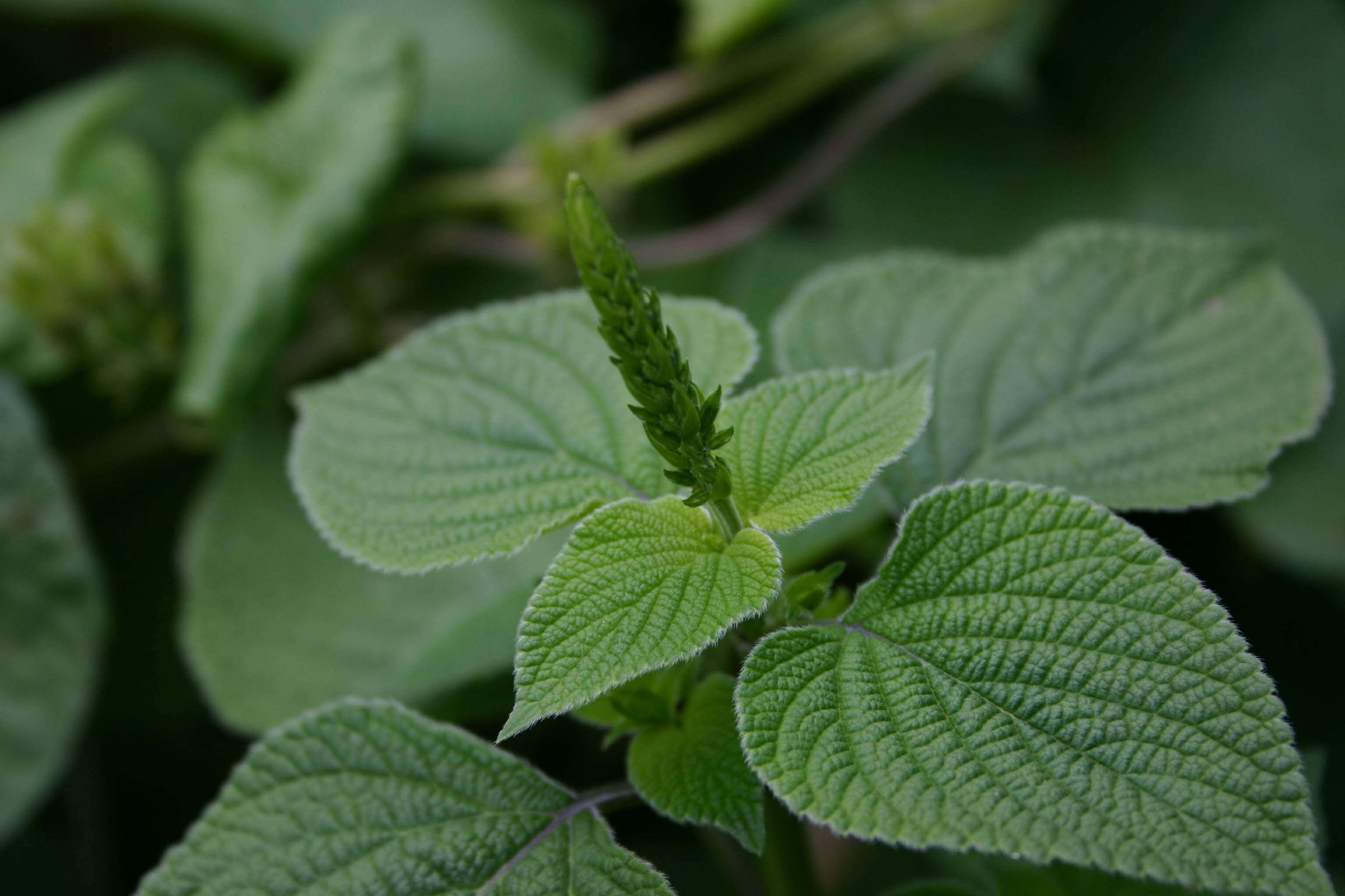 Imagem de Salvia tiliifolia Vahl