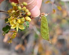 Image of <i>Erythrostemon pannosus</i>