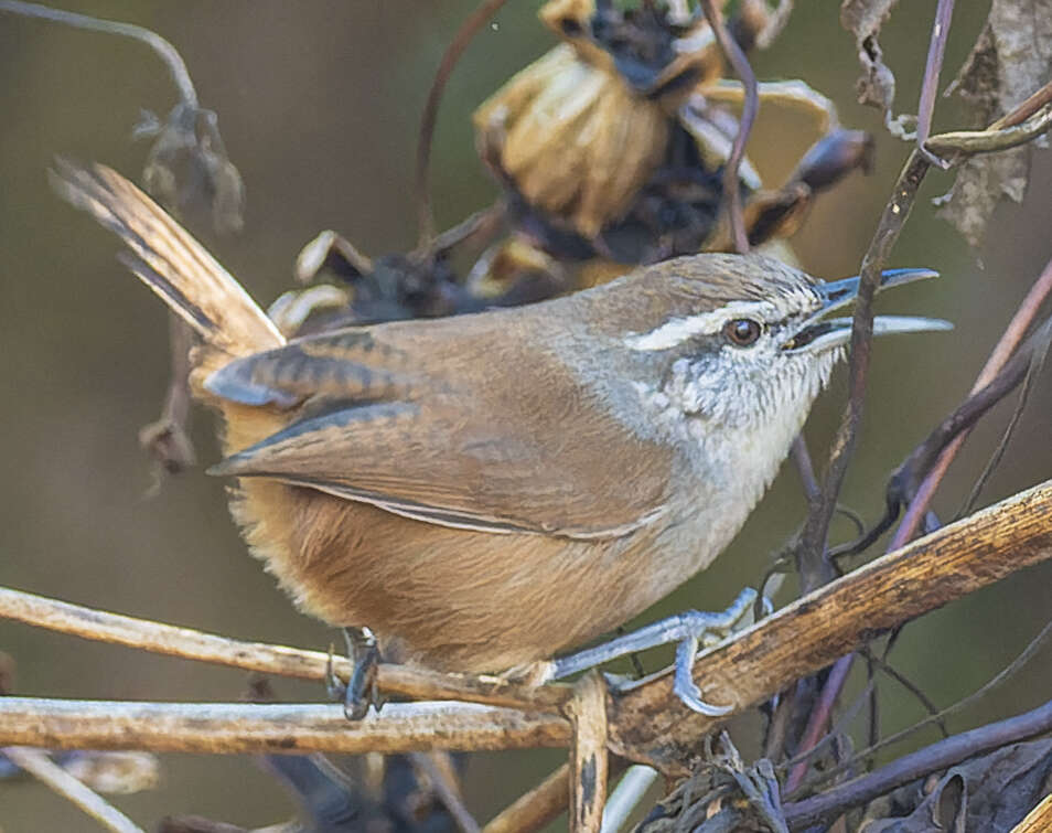 Image of White-breasted Wood Wren