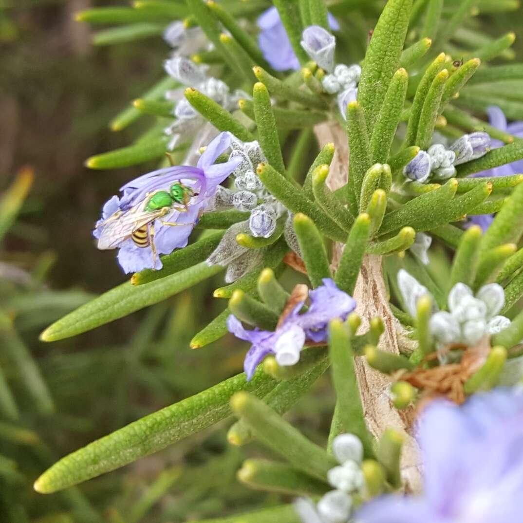 Слика од Agapostemon melliventris Cresson 1874