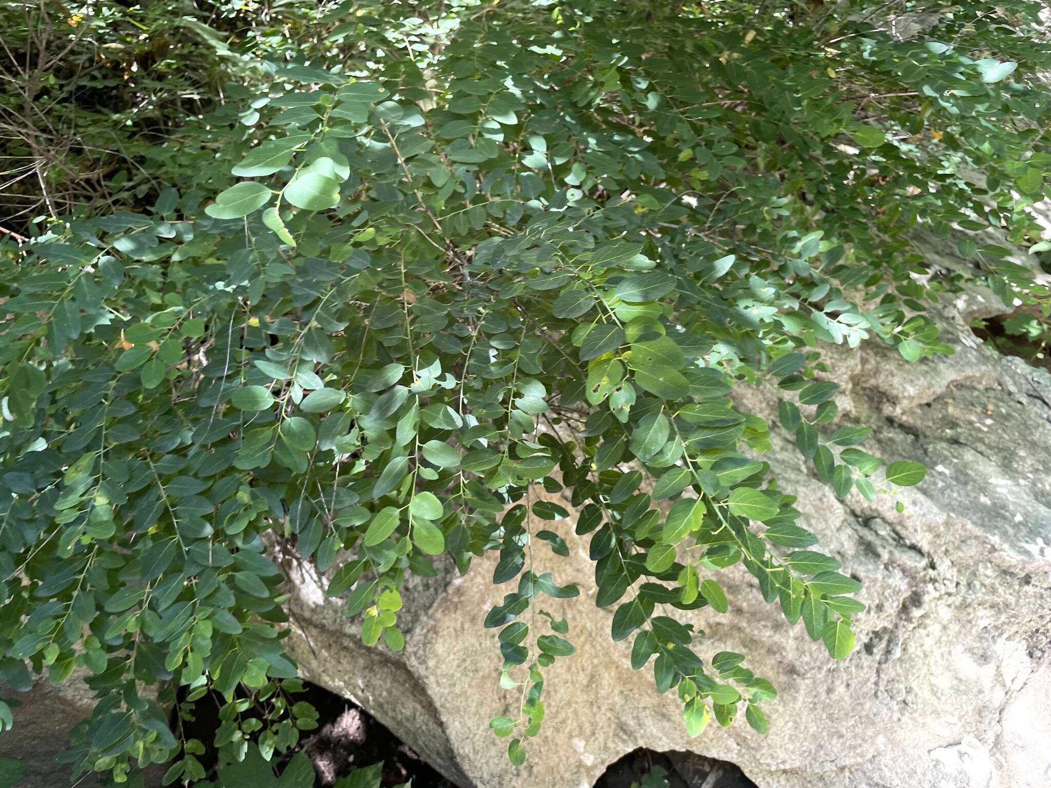 Sivun Leptopus chinensis (Bunge) Pojark. kuva