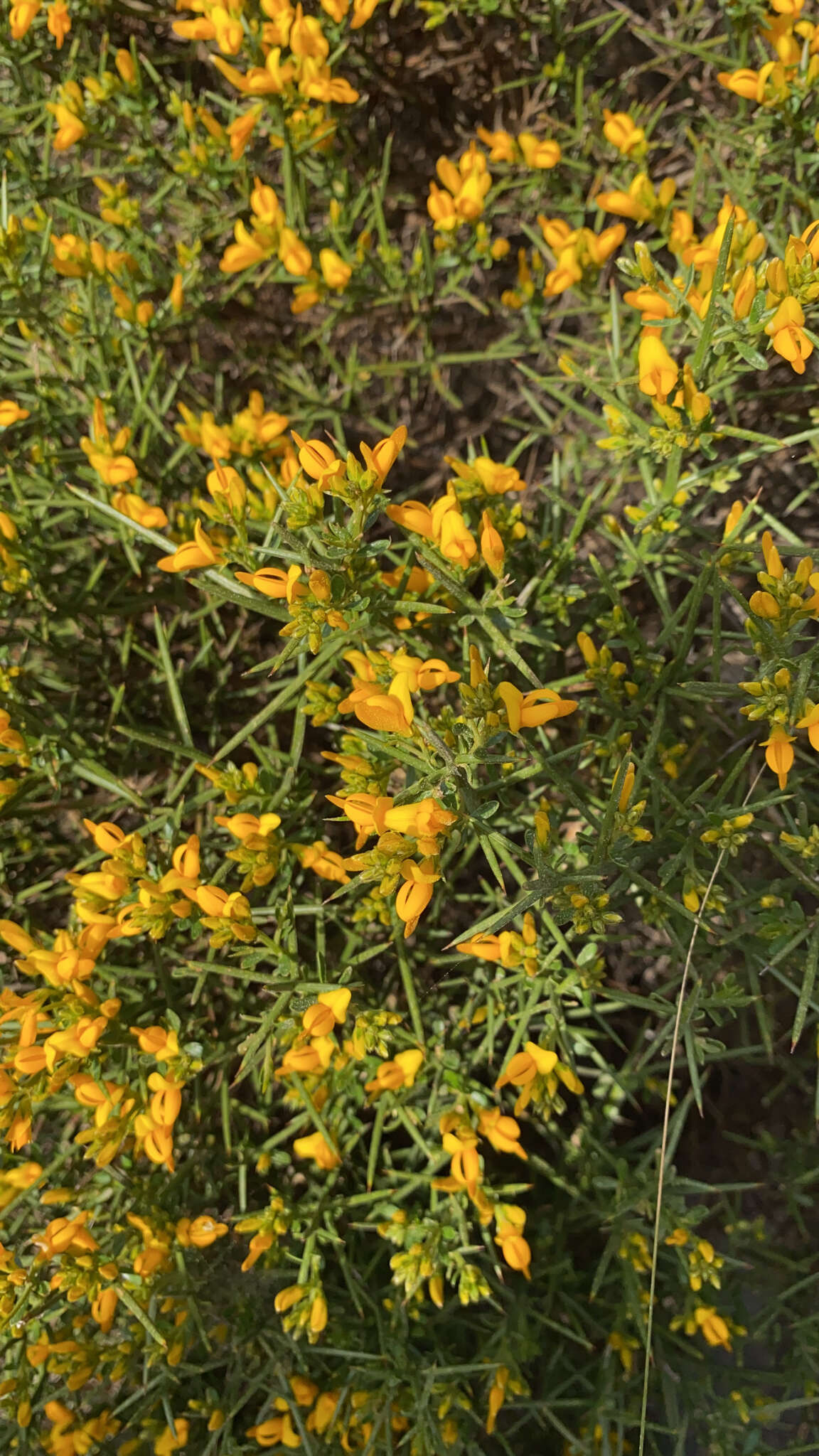 Imagem de Genista tricuspidata Desf.