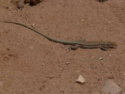 Image of Phoenicolacerta kulzeri petraea (Bischoff & Müller 1999)