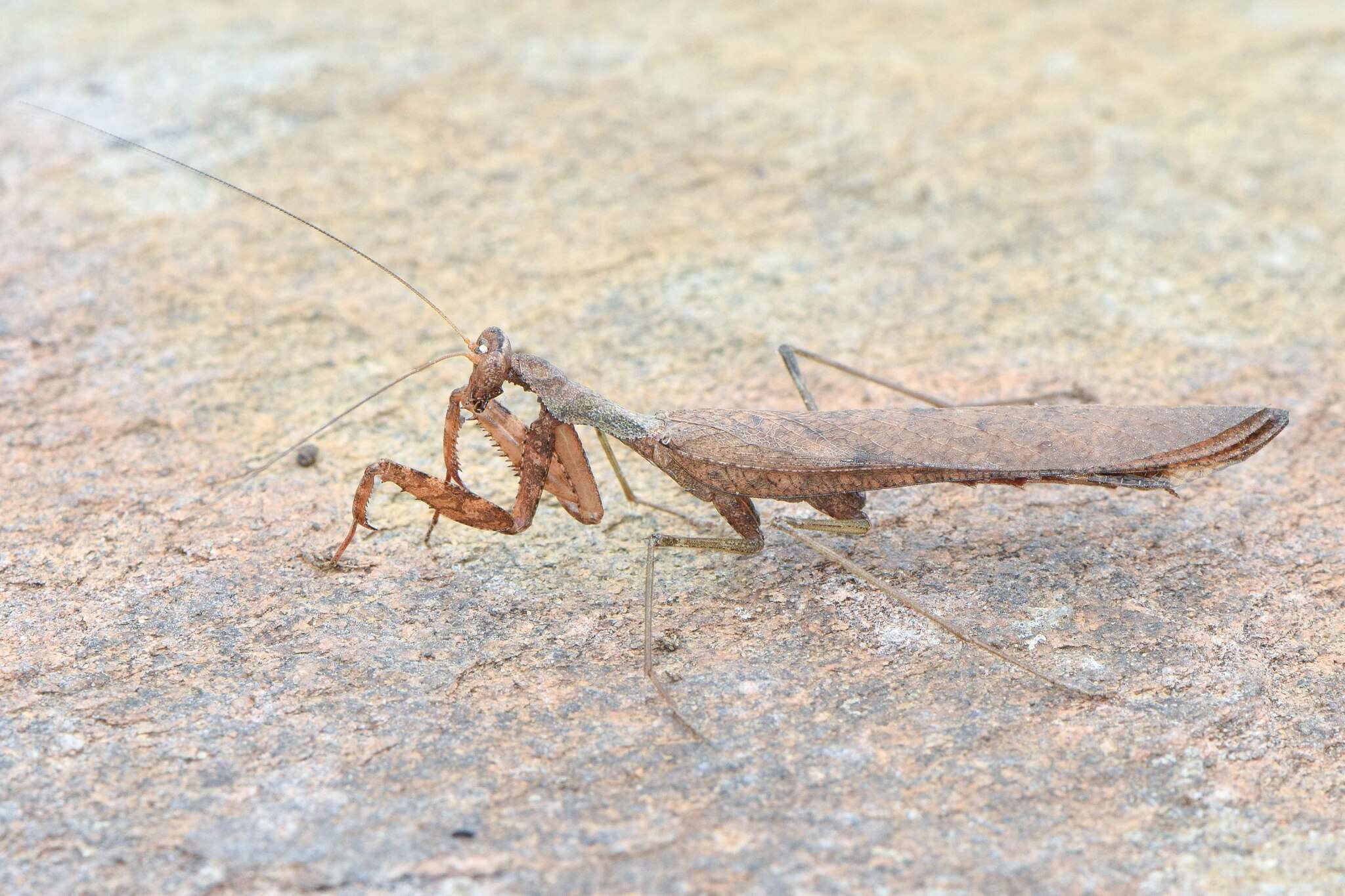 Image of Dystacta alticeps Schaum 1852