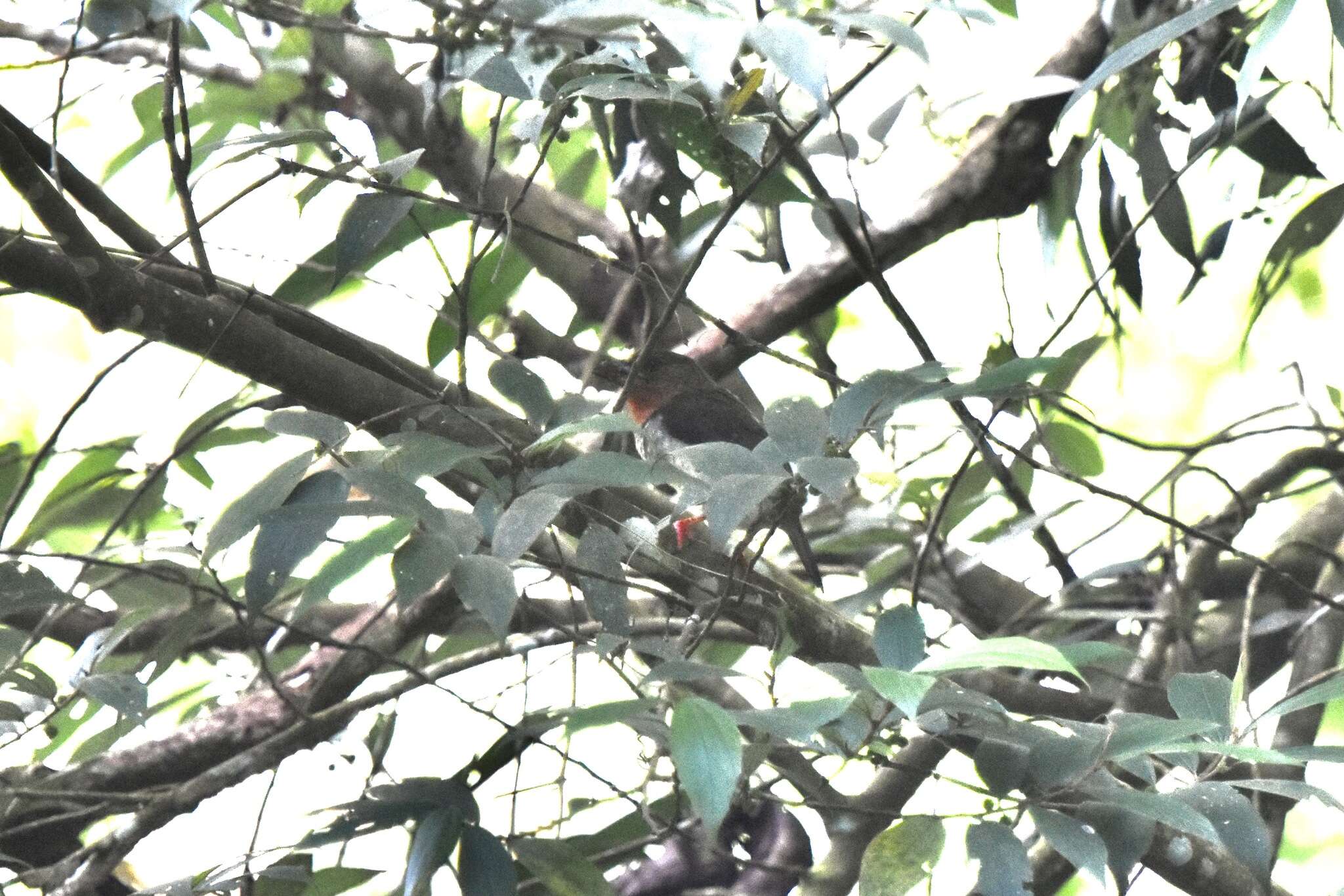 Image of Bornean Brown Barbet