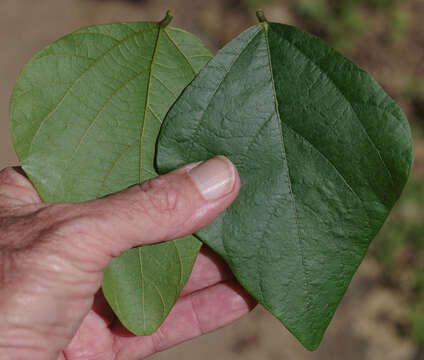 Calopogonium caeruleum (Benth.) Sauvalle的圖片