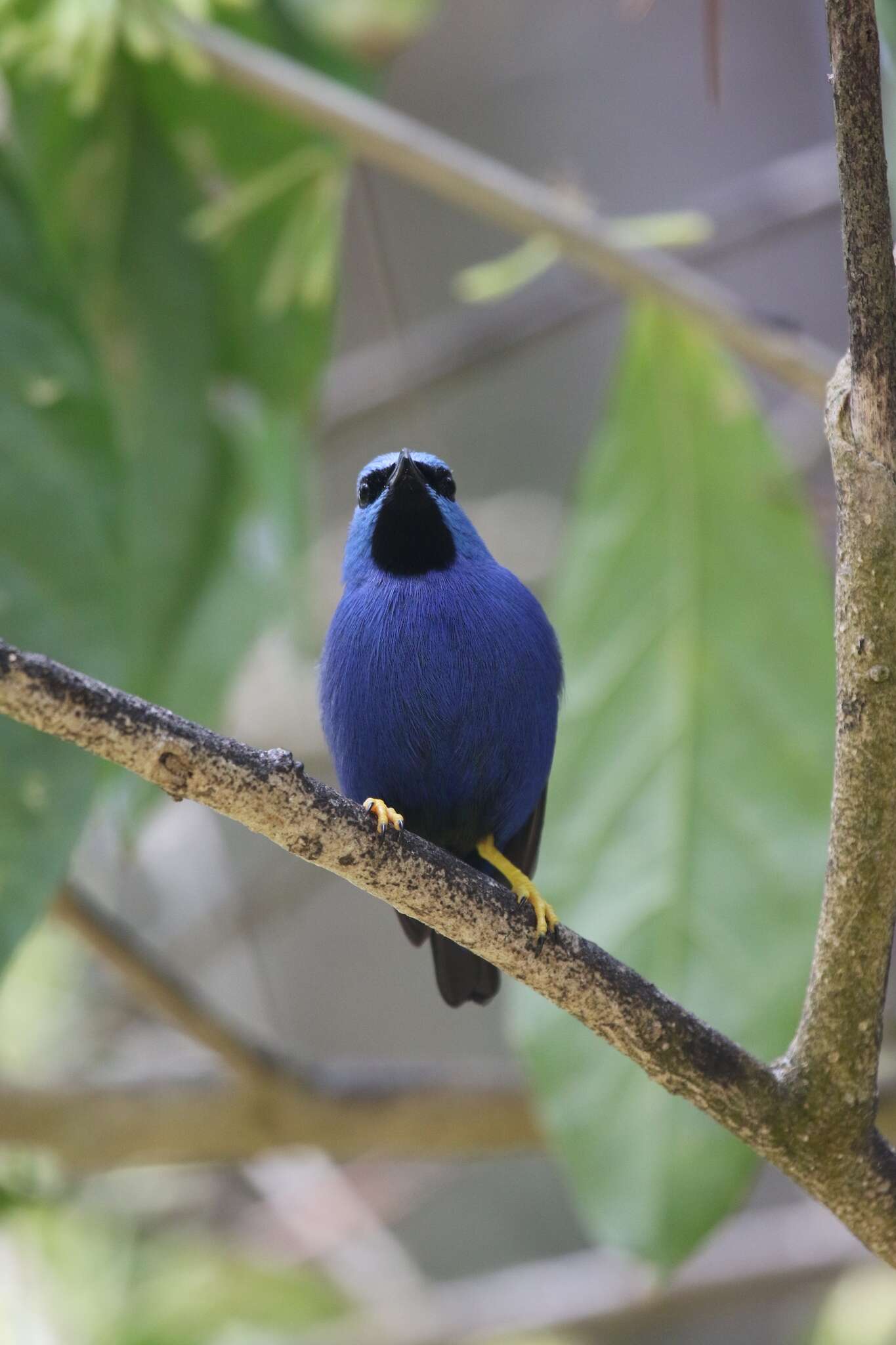 Image of Shining Honeycreeper