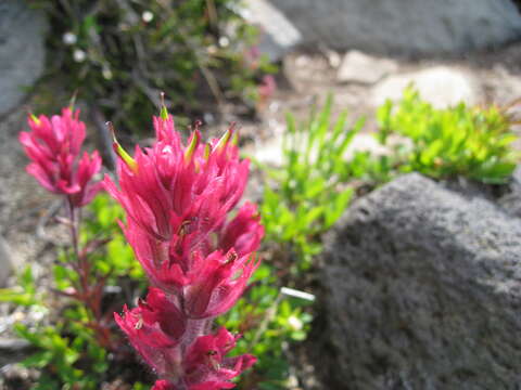 Image of Henry Indian paintbrush