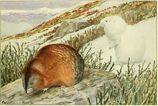 Image of Nelson's Collared Lemming