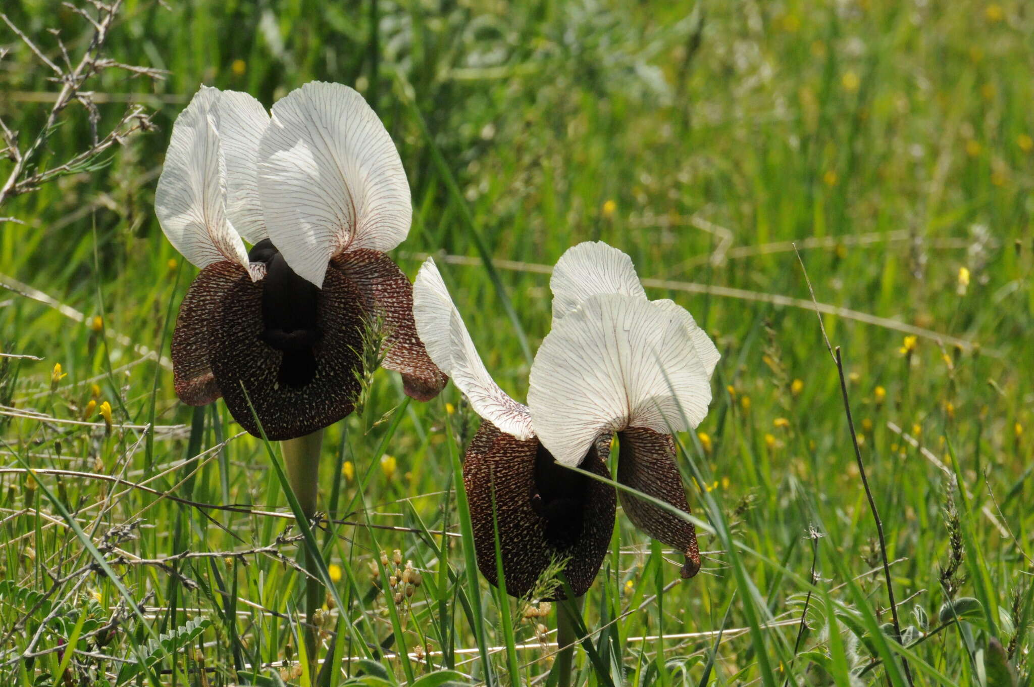 Слика од Iris iberica Steven