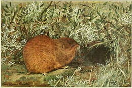 Image of Brown Lemming