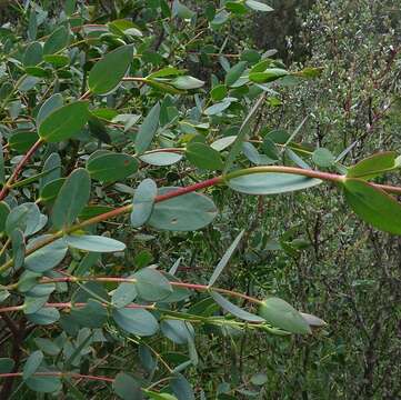 Image of kybean gum