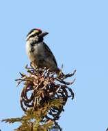 Image of Acacia Pied Barbet