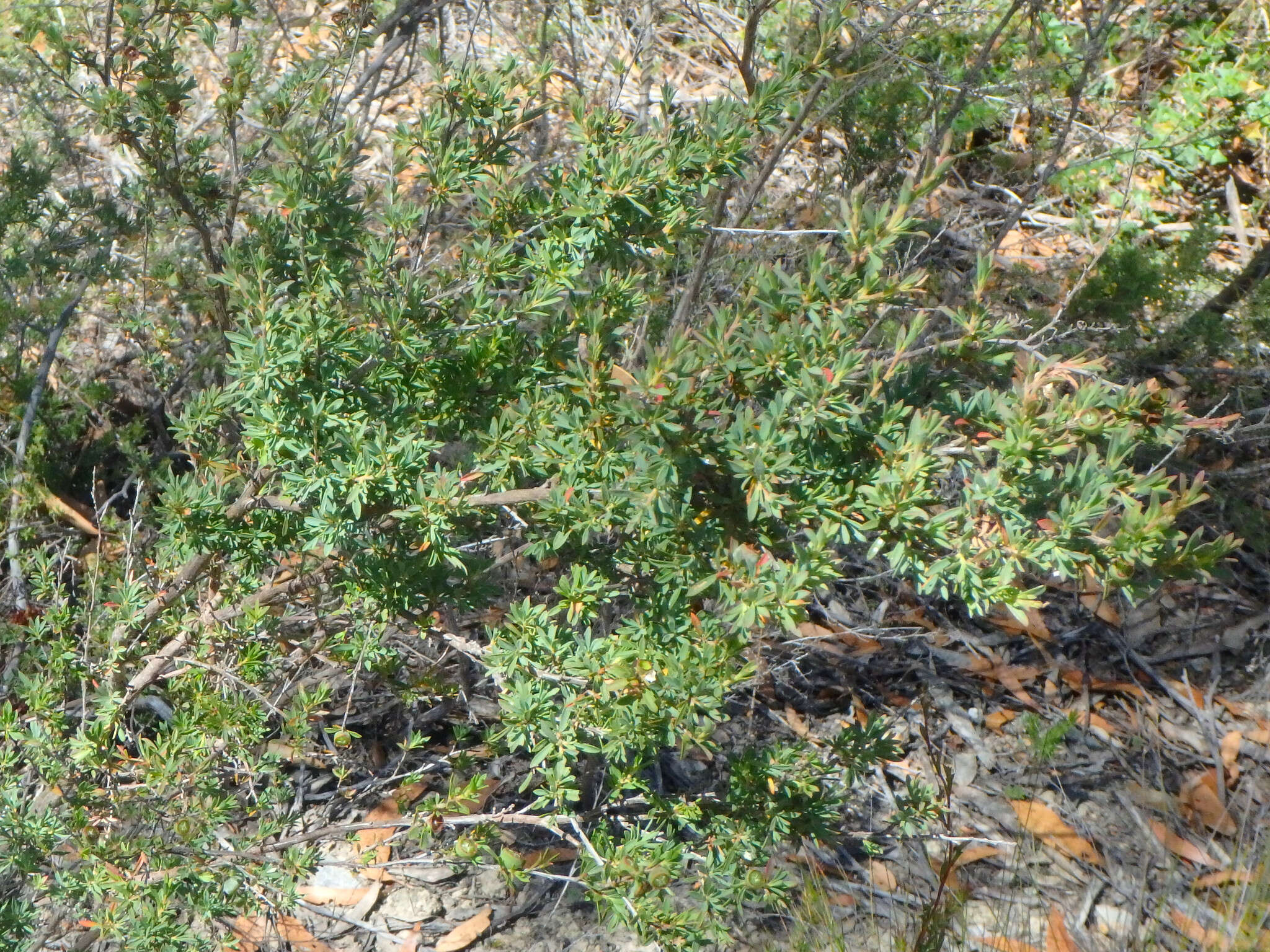 Sivun Leptospermum myrsinoides Schltdl. kuva