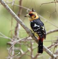 Image of Crested Barbet