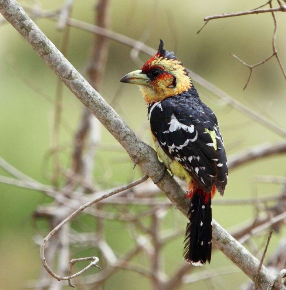 Image of Crested Barbet