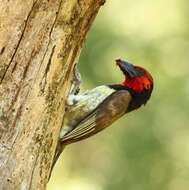 Image of Black-collared Barbet