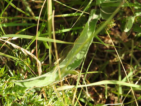 Centaurea uniflora Turra resmi