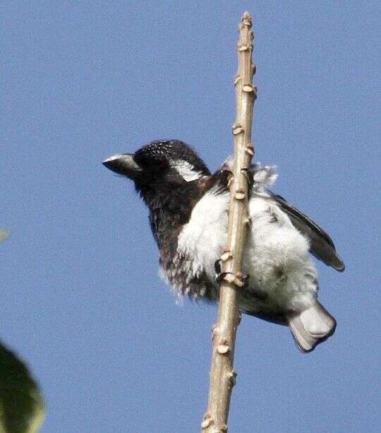 Image of White-eared Barbet