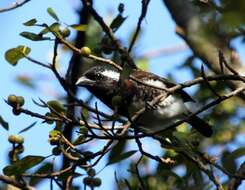 Image of White-eared Barbet