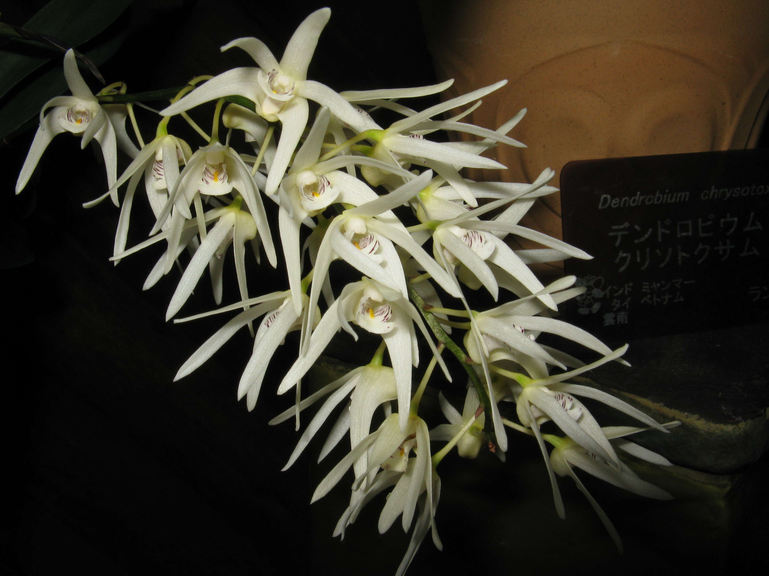 Слика од Dendrobium jonesii Rendle