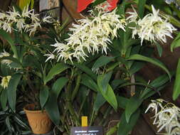 Слика од Dendrobium jonesii Rendle