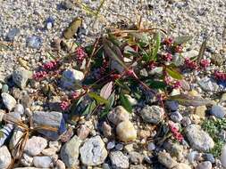 Слика од Persicaria maculosa subsp. maculosa