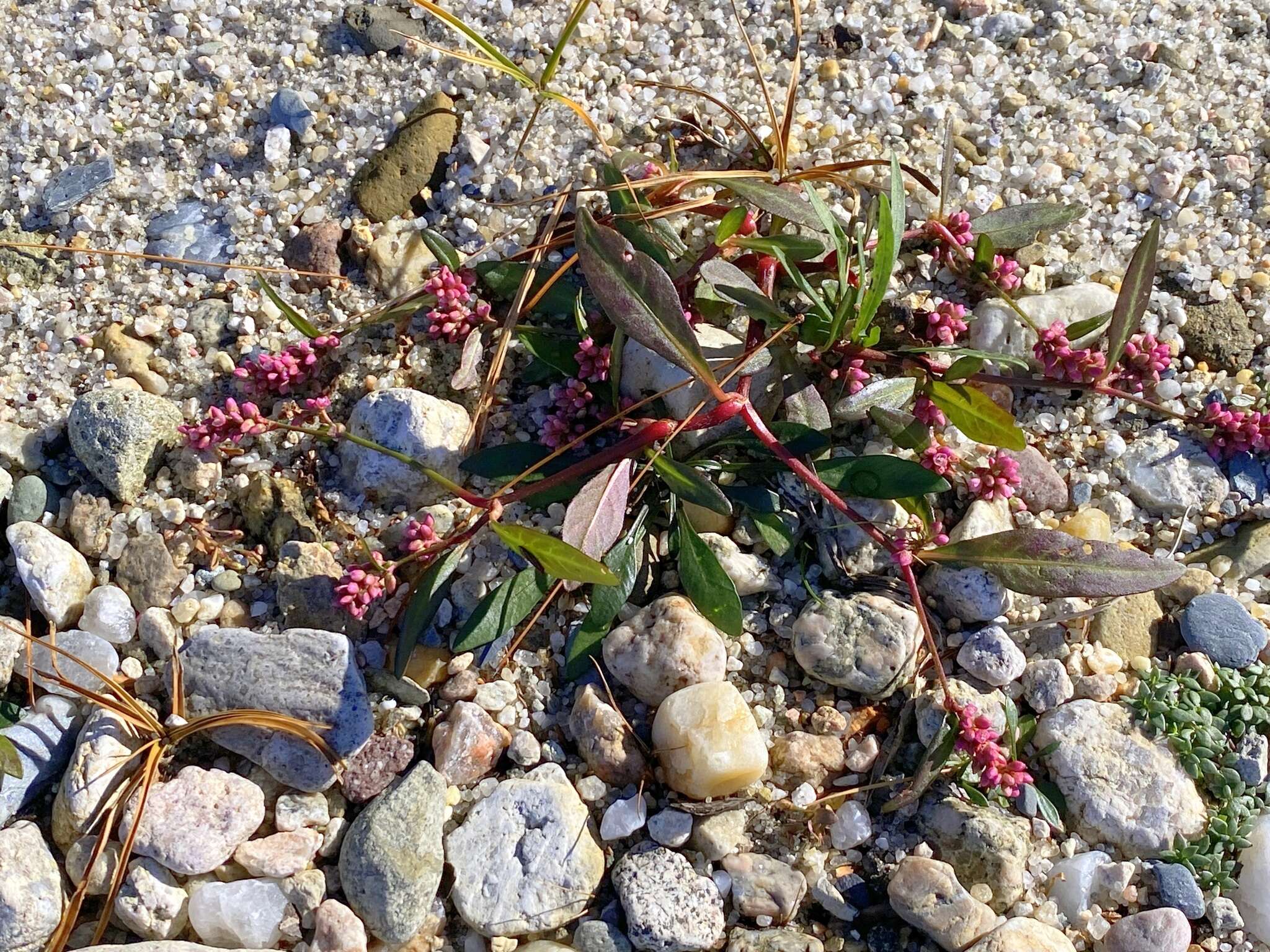 Image of Puritan Smartweed