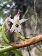 Image of Maxillaria graminifolia (Kunth) Rchb. fil.