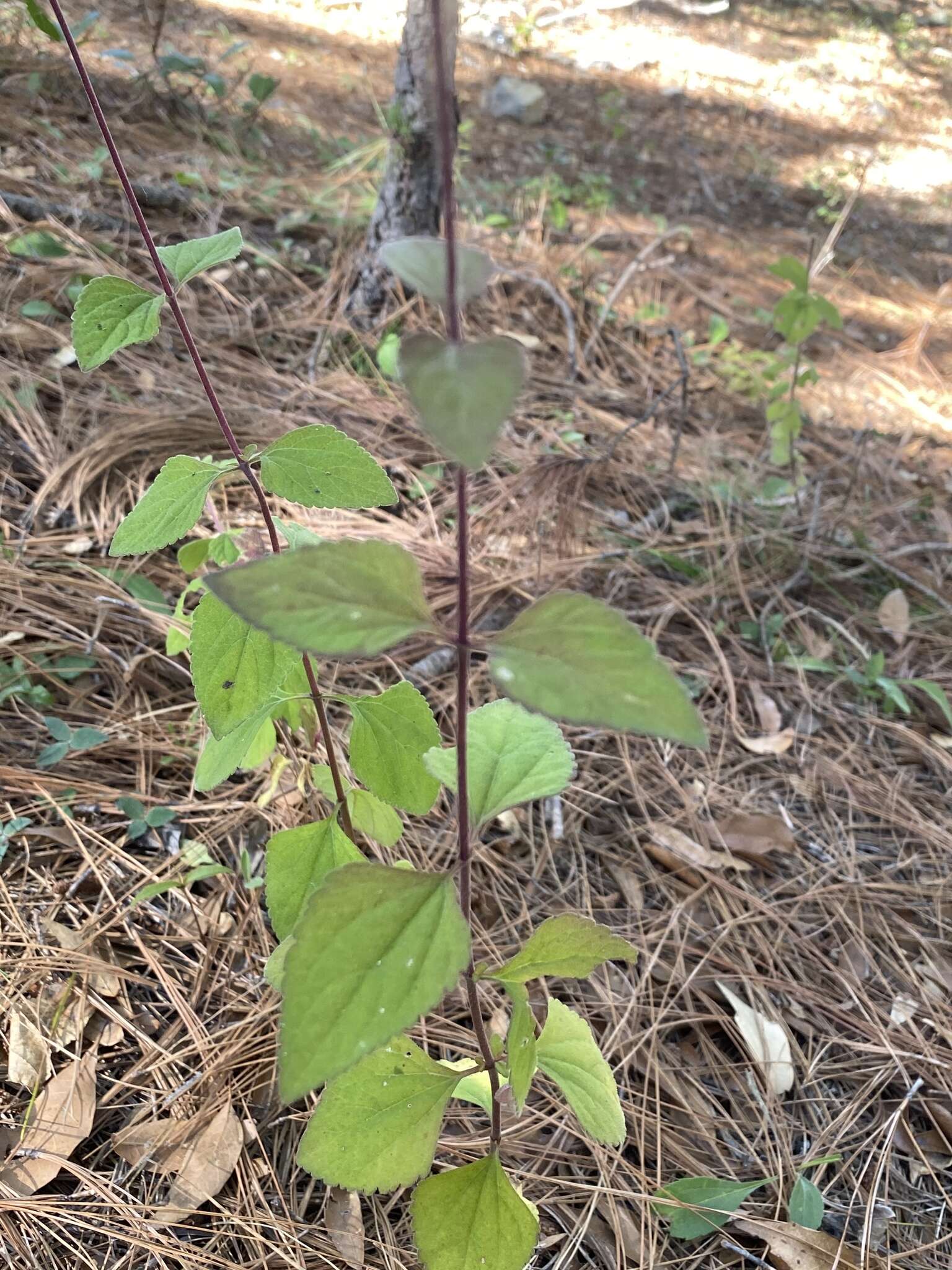 Image of Stevia zaragozana B. L. Turner