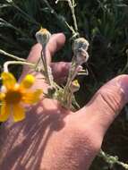 Image of Common Woolly Sunflower