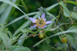 Слика од Passiflora bicornis Mill.