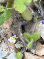 Image of Cymbalaria microcalyx (Boiss.) Wettst.