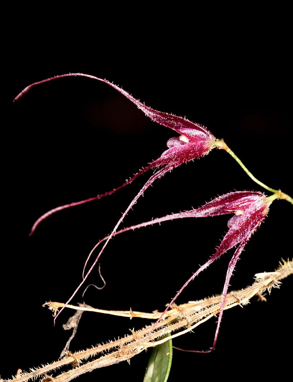 Image of Bonnet orchids