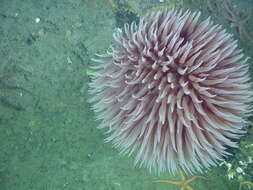 Image of Pom-pom anemone