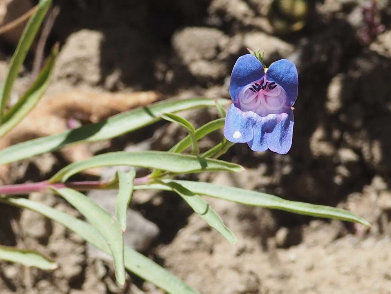 Image of bunchleaf penstemon