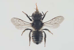 Megachile alpicola Alfken 1924 resmi