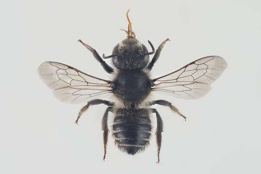 Image of Megachile alpicola Alfken 1924