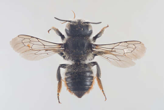 Image of Megachile leaf-cutter bee