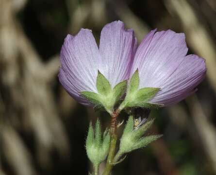 Image of dwarf checkerbloom