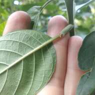 Imagem de Ruellia petiolaris (Nees) T. F. Daniel