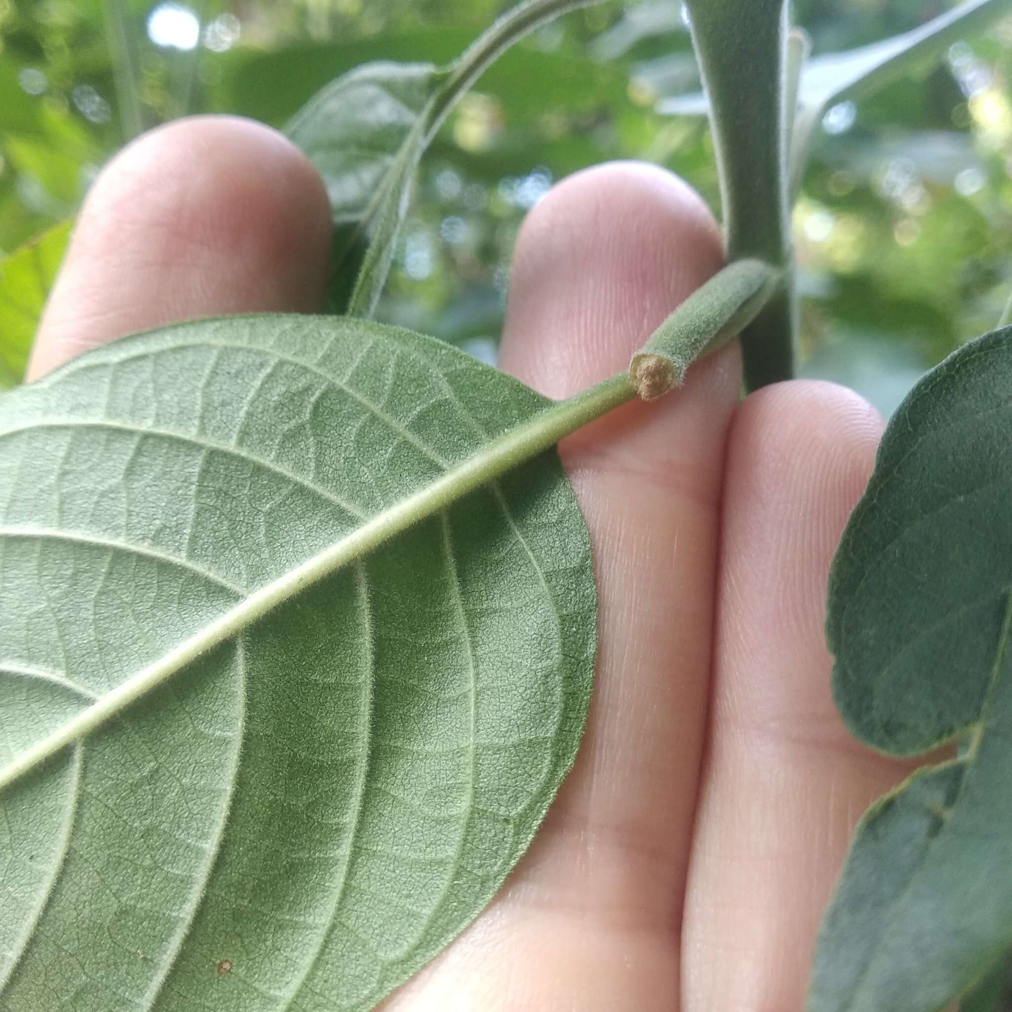 Plancia ëd Ruellia petiolaris (Nees) T. F. Daniel